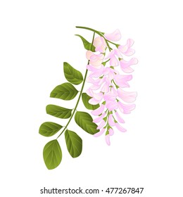 Locust tree twig with leaves and flowers vintage vector illustration