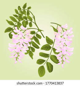 Locust Tree Twigs With Leaves And Flowers Watercolor Vintage Vector Illustration Editabe Hand Draw 