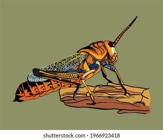 Locust vector illustration. Huge african swarm. 