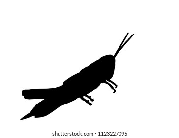 Locust wild animal black silhouette isolated on white background. Simple outline drawn grasshopper insect shadow, logo icon vector illustration, eps 10