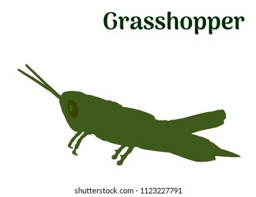 Locust wild green animal isolated on white background. Simple outline drawn grasshopper insect logo icon vector illustration, eps 10