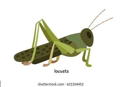 Locusts  - fairly large insect that can damage crops in the fields
