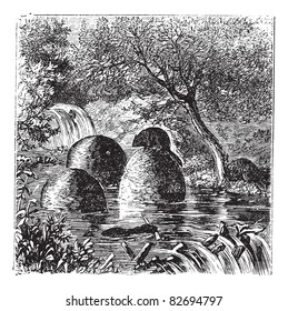 Lodges and dams built by beavers vintage engraving. Old engraved illustration of beaver's house and dam. Trousset encyclopedia (1886 - 1891).