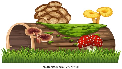 Log with mushrooms growing on it illustration