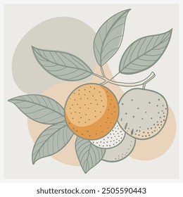 Logan Fruit Vector Illustration Art