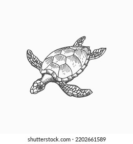 Loggerhead Sea Turtle Isolated Marine Animal Monochrome Sketch Icon. Vector Reptile, Nautical Tortoise With Cartilaginous Carapace Shell, Underwater Mascot. Caretta Ocean Terrapin, Aquarium Tank Pet