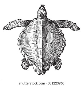 Loggerhead sea turtle, vintage engraved illustration. Dictionary of words and things - Larive and Fleury - 1895.