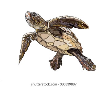  Loggerhead Turtle (Caretta Caretta) 