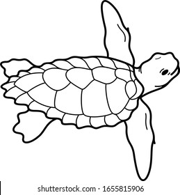 5,124 Florida Turtle Images, Stock Photos & Vectors 