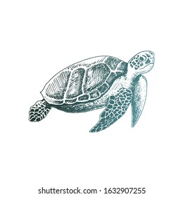 Loggerhead Turtle with Strong Armor Swimming Deep Underwater Vector Sketched Illustration. Hand Drawn Marine Creature Concept