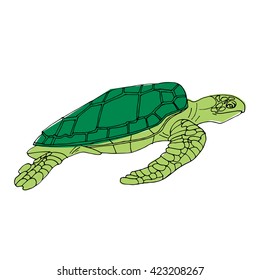  Loggerhead. Vector. Green sea turtle. Hand drown isolated turtle on white background.