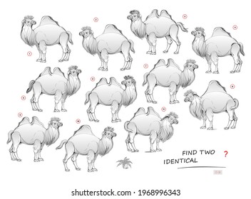 Logic Puzzle Game For Children And Adults. Need To Find Two Identical Camels. Printable Page For Kids Brain Teaser Book. Developing Spatial Thinking Skills. IQ Test. Hand-drawn Vector Cartoon Image.