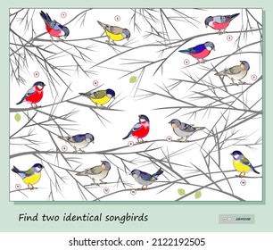 Logic puzzle game for children and adults. Find two identical songbirds. Page for kids brain teaser book. Memory exercises for seniors. Developing spatial thinking. IQ test. Play online. Vector image