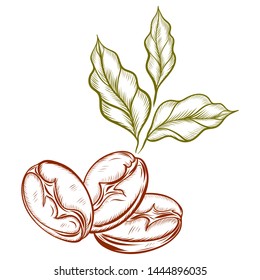 logo coffee beans and green leaves in the style of sketching