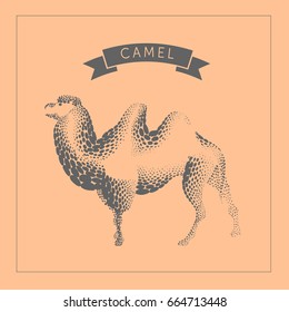 Logo design, stylized camel drawing.