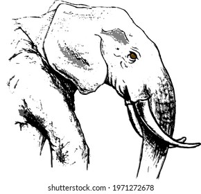 logo elephant with brown eye