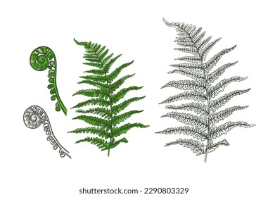 Logo fern object. Fern leaves set. Vector illustration