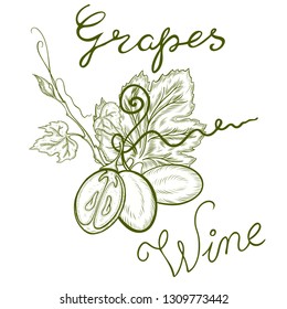 
logo with grapes and lethering wine, grapes and leaves. sketch drawn vector image