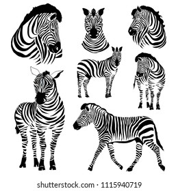 Logo with the head of a zebra.