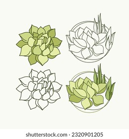 Ilustración de una flor suculenta