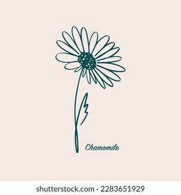 Сhamomile logo. Modern flower illustration. Floral logo template. Hand-drawn botanical logo design.