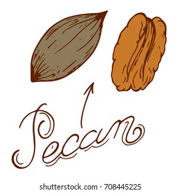 logo pecan nuts in retro style with a name drawn by hand in retro styles