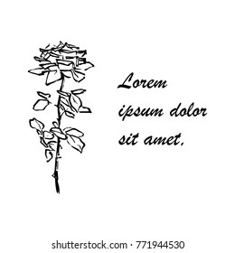 logo sketch rose