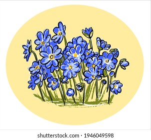 El logo. Primeras de primavera. Hepatica es una planta con flores azules. Ilustración al estilo de un dibujo botánico.