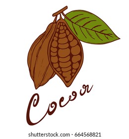 Logo of what, cocoa fruit with a green leaf with a signature cocoa hand-drawn sketch