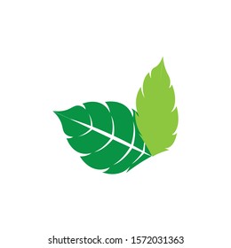 Logos of green Tree leaf ecology nature element vector