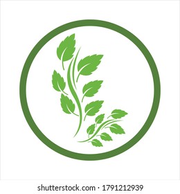Logos of green Tree leaf ecology nature element vector