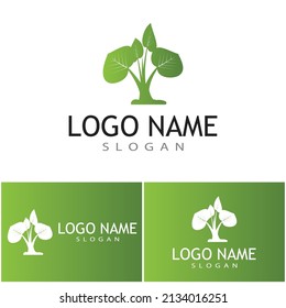 Logos of green Tree leaf ecology nature element vector