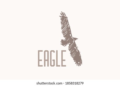 Logotype with hand drawn eagle illustration, sketch. Logo for branding