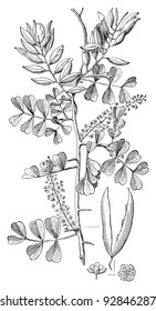 Logwood (Haematoxylon Campechianum) / vintage illustration from Meyers Konversations-Lexikon 1897