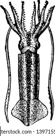 Loligo Gahi is a genus of squids and one of the most representative and widely distributed groups of myopsid squids vintage line drawing or engraving illustration.
