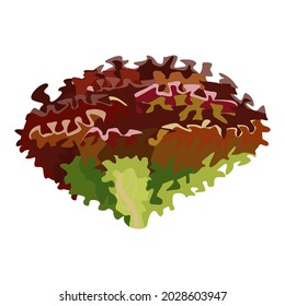 Lollo rossa lettuce isolated on white background. Kind salad in flat style. Agriculture symbol for any purpose.Design vector illustration.
