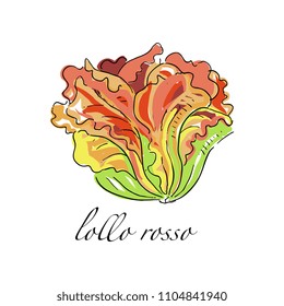 Lollo rosso fresh culinary plant, green seasoning cooking herb for soup, salad, meat and other dishes hand drawn vector Illustrations on a white background
