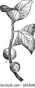 Lomatia tinctoria, From the Dictionary of Word and Things, 1888.