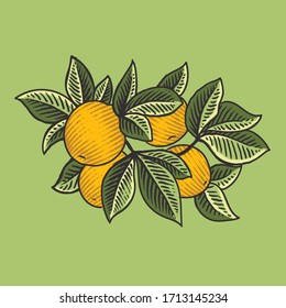 lomon  fruit  with leaf drawing 