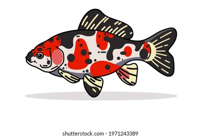 London Shubunkin Goldfish design Illustration vector art