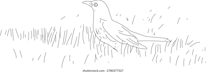 A lone crow sitting on grass