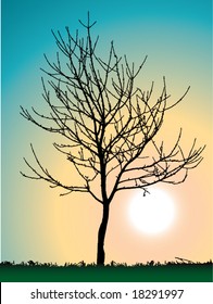 Lone Tree