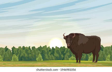 A lone wild European bison Bison stands on a meadow at sunset. European wood bison. The wisent or the zubr. Realistic vector wild animals of Europe.