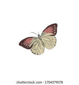 Lonely butterfly with colored wings