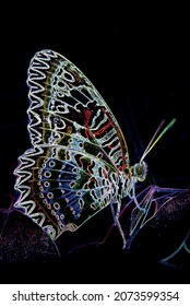  The lonely butterfly is on a   leaf             