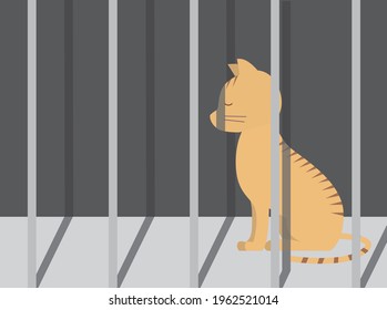 A lonely cat waiting for slaughter