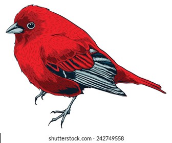 lonely cute red bird vector illustration