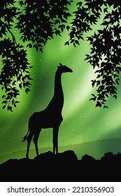 Lonely giraffe framed by branches. Animal silhouette. Aurora borealis