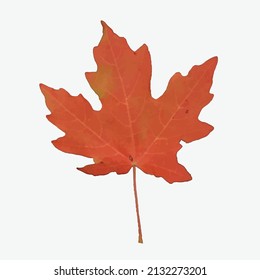 Lonely leaf of a plane tree