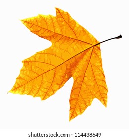 Lonely leaf of a plane tree, isolated on a white background. EPS10 vector illustration.